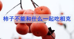 柿子不能和什么一起吃相克（柿子相克食物表）